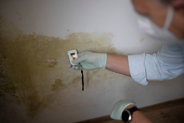 Asbestos and Lead Testing During Mold Inspection in Los Ranchos, CA